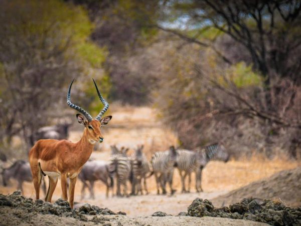 Voyage au Botswana : budget, conseils pratiques et erreurs à éviter pour un premier séjour