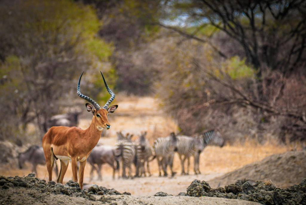 Voyage au Botswana : budget, conseils pratiques et erreurs à éviter pour un premier séjour